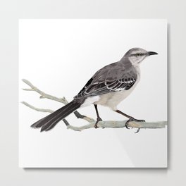 Northern mockingbird - Cenzontle - Mimus polyglottos Metal Print