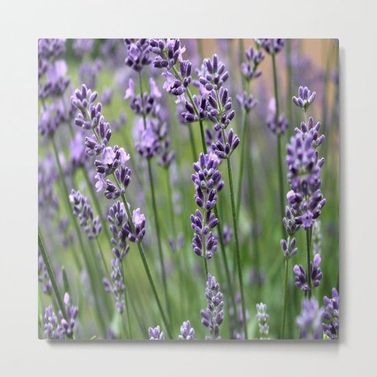 Lavender Plant Metal Print