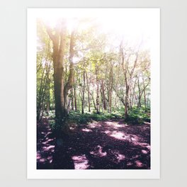 Forest Glare Art Print