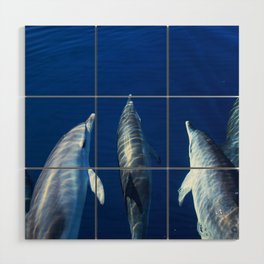 Playful and friendly dolphins Wood Wall Art