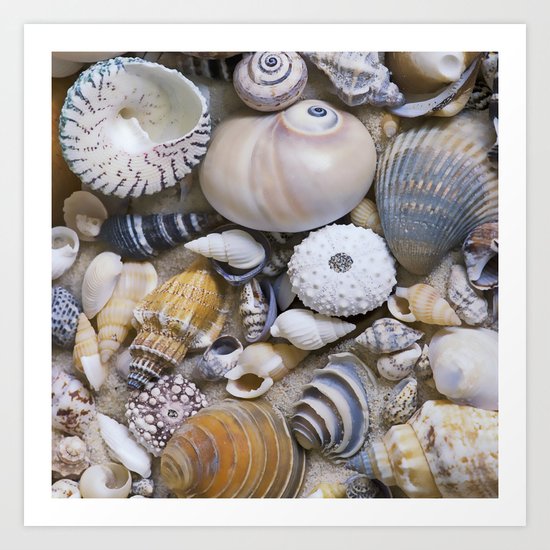 sea shell collection
