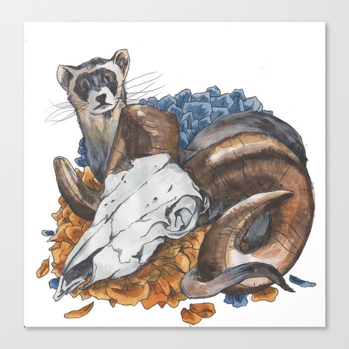 ferret and skull Canvas Print