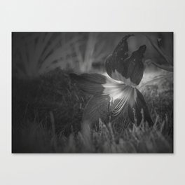 Black & White Flower Canvas Print