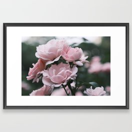 Roses in bloom Framed Art Print