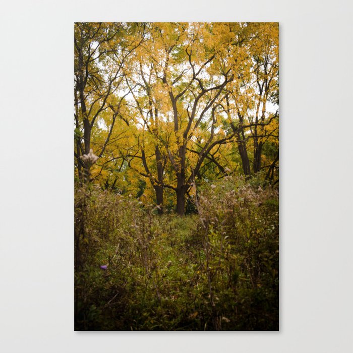 Walk Through Fall Canvas Print