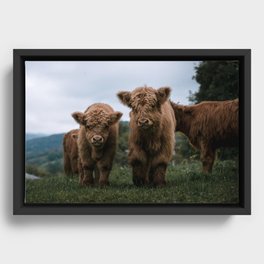 Scottish Highland Cattle Calves - Babies playing II Framed Canvas