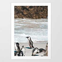 Penguins Boulders Beach, Cape Town, South Africa || Travel photography Art Print