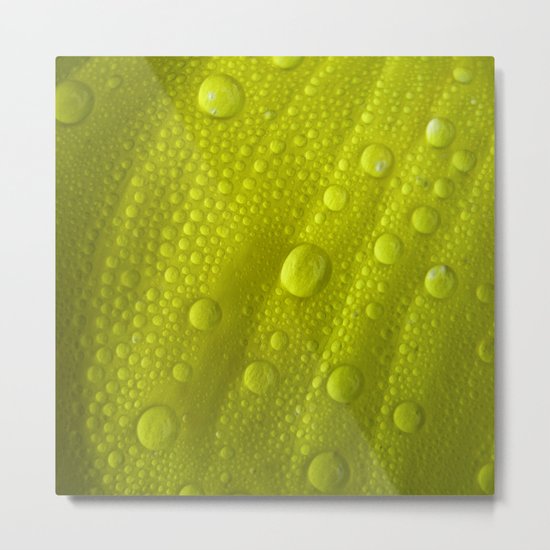water drops petal IV Metal Print