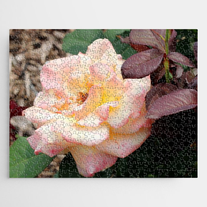 Pink Champagne Rose in Bloom Jigsaw Puzzle