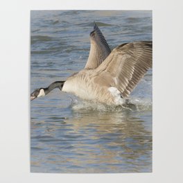 Canada Goose At The River Poster