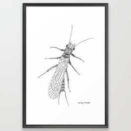 Stonefly 2 Framed Art Print