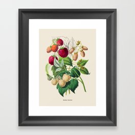 Raspberry Antique Botanical Illustration Framed Art Print