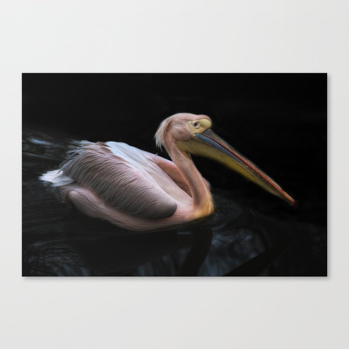 pelicano Canvas Print