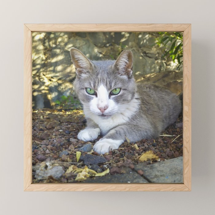 Grey Cat With Green Eyes Framed Mini Art Print By Cesartorres