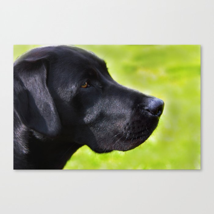 Black  Labrador Canvas Print