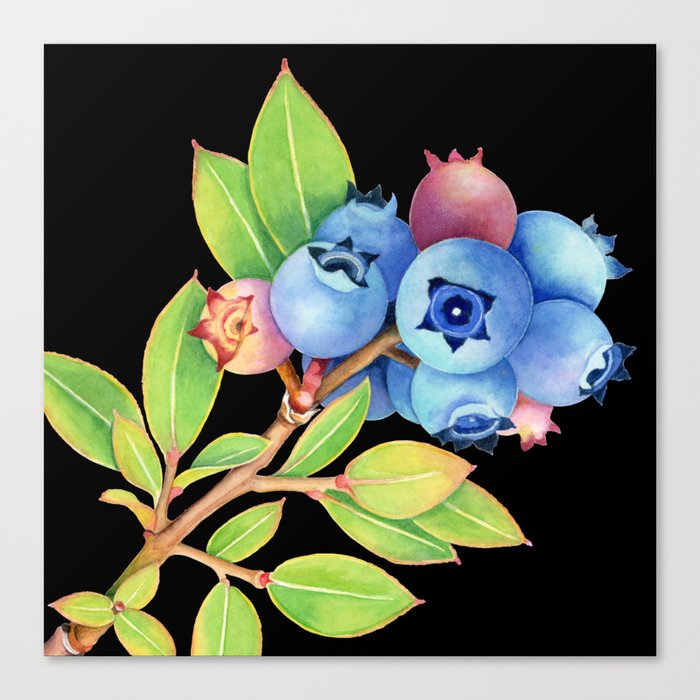 Wild Maine Blueberries Canvas Print