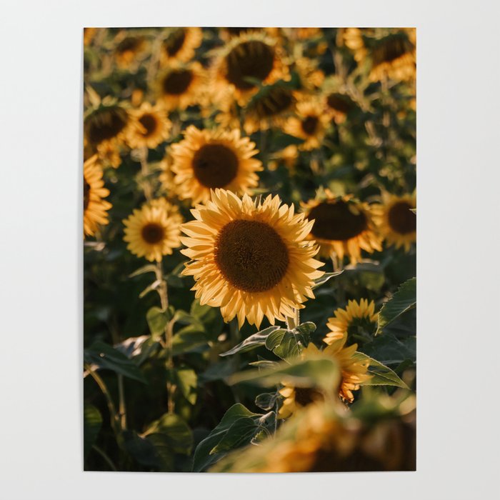 Sun-flower Poster