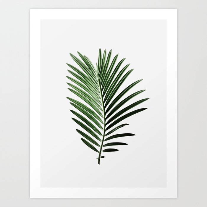 Plant Leaf Palm Nature Modern Art Minimal Wall