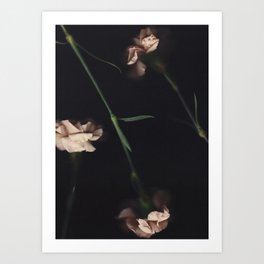 The Carnation Collection #4 Art Print