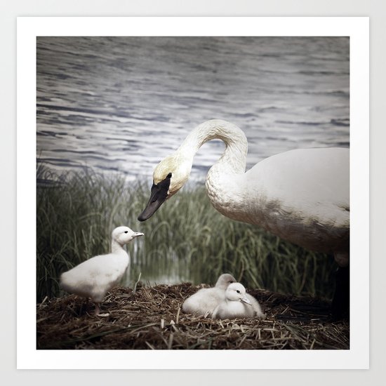 Tom Feiler Swan and her Cygnets Art Print