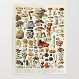 Adolphe Millot - Champignons A - French vintage poster Poster