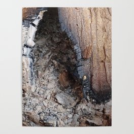 burnt wood with ash arty photo Poster
