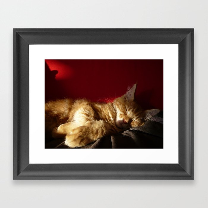 Maine Coon Kitten in Red Decor Framed Art Print