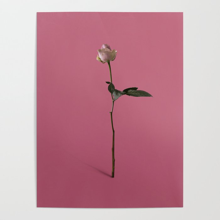 pink rose Poster