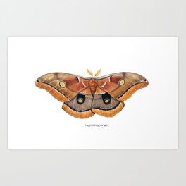 Polyphemus Moth (Antheraea polyphemus) II Art Print