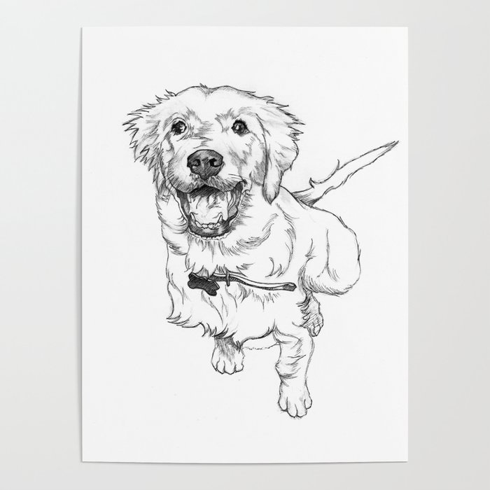 Golden Retriever Puppy Drawing Poster