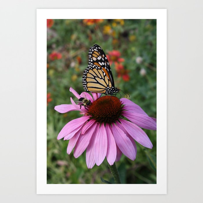 Monarch and bee share a coneflower Art Print
