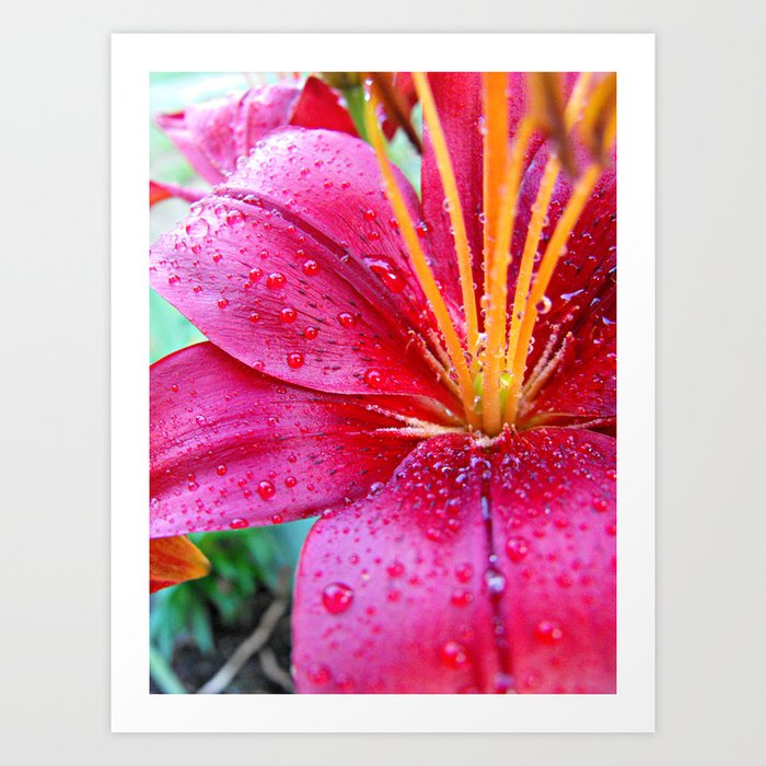 Red Lily Art Print