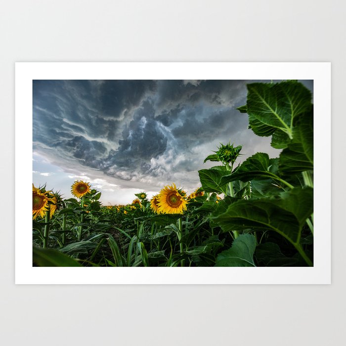 Garden of Eden - Storm Advances Over Sunflower Field in Kansas Art Print