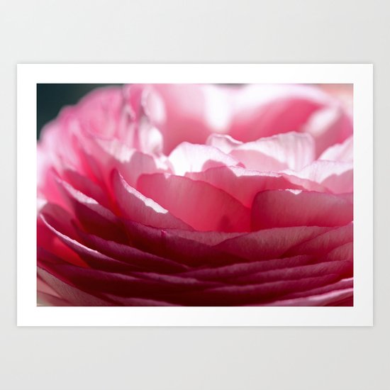 Ranunculus Art Print