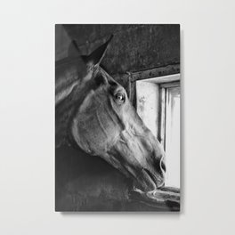 looking for love Metal Print | Animal, Photo, Black and White, Nature 
