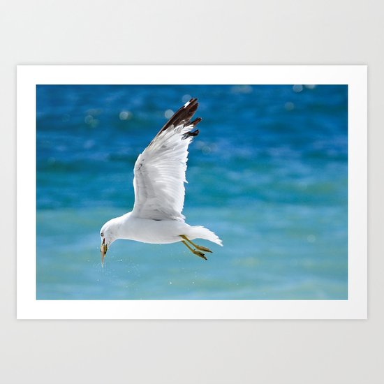 Gull with Fish Art Print