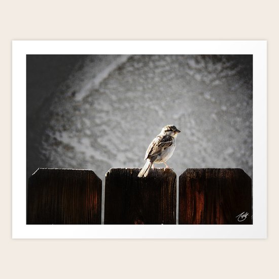Sparrow Art Print