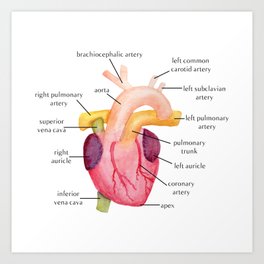 Watercolor Anatomical Heart Art Print
