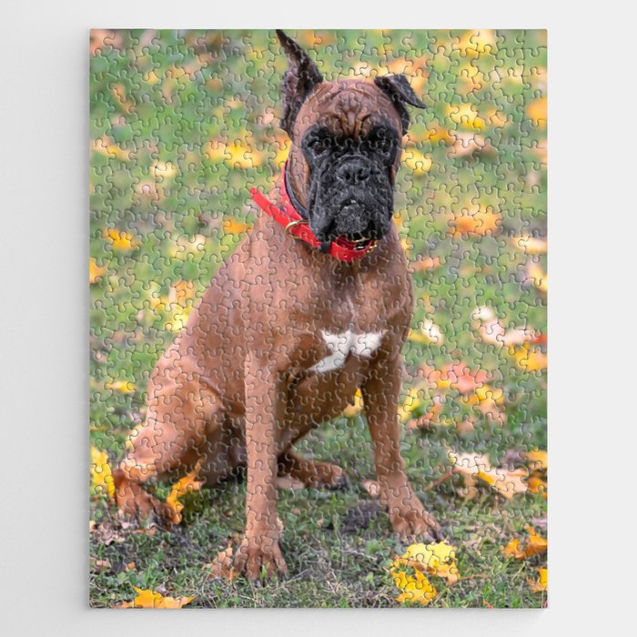 Boxer dog jigsaw top puzzles