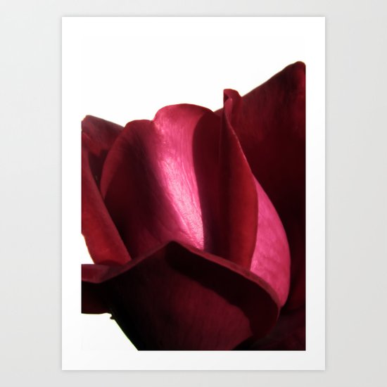 lovely rose Art Print