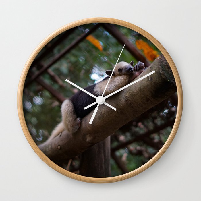 A sleeping mini anteater at Alturas Sanctuary in Costa Rica Wall Clock