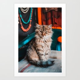 Marocco streetlife | Long haired cat at a market | Travel Photography  Art Print
