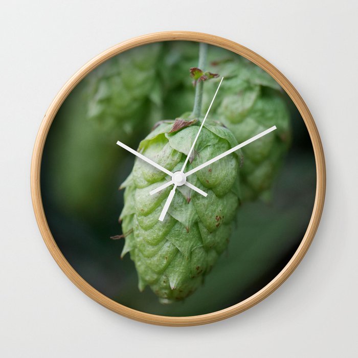 Humulus lupulus, the Common Hop Wall Clock