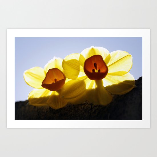 Mini Daffodils 2 Art Print