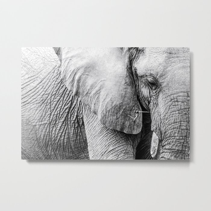 Elephant Wrinkles Metal Print