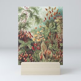 Mushroomlandia Vintage Botanical Print by Ernst Haeckel Mini Art Print