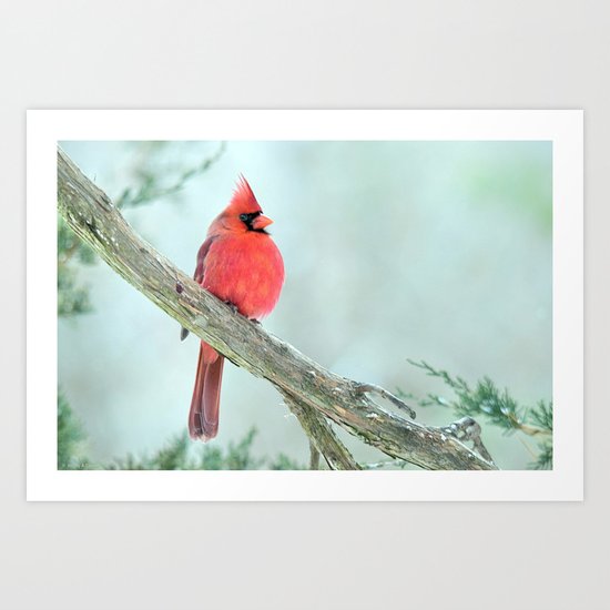 Elegant Cardinal Art Print