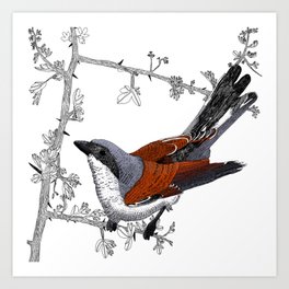 Red-Backed Shrike Art Print