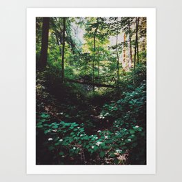 McCormick's Creek State Park Art Print