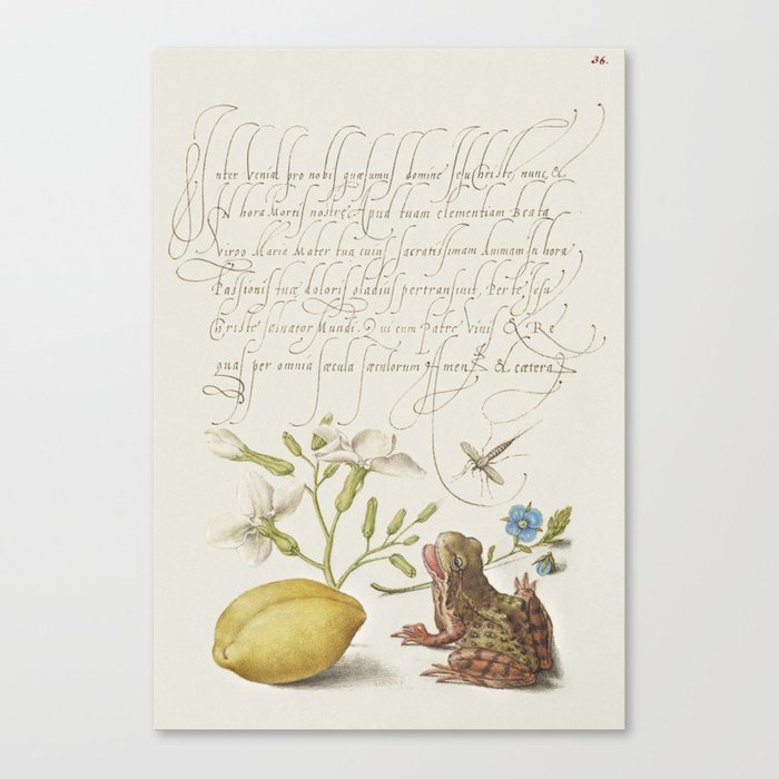 Lemon and frog vintage calligraphic art Canvas Print